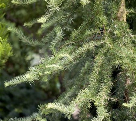 Larix kaempferi 'Diana' Larix kaempferi 'Diana'