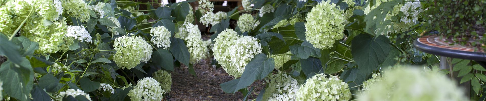 GS426037.jpg GS426037.jpg