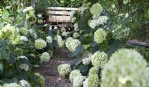 Hortensie