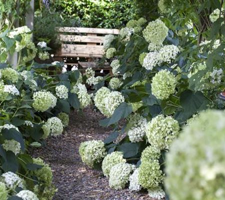 Pflanzpartner für Hortensien – Ideen für den Garten Pflanzpartner für Hortensien – Ideen für den Garten