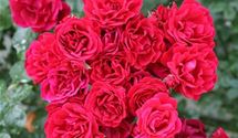 Kletterrose