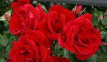 Kletterrose