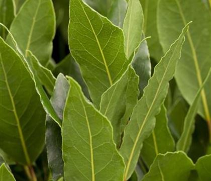 Laurus nobilis Laurus nobilis