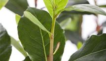 Lorbeerbaum