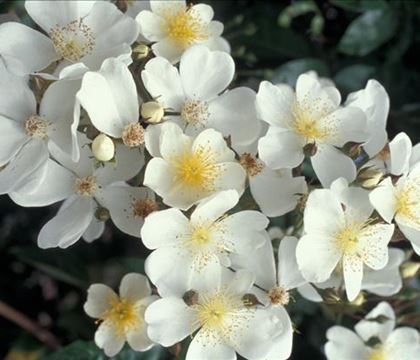 Rosa 'Filipes Kiftsgate'