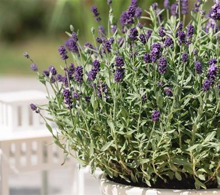 Lavandula angustifolia 'Dwarf Blue'