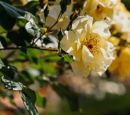 Rosa 'Frühlingsgold'
