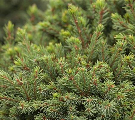 Picea glauca 'Echiniformis' Picea glauca 'Echiniformis'