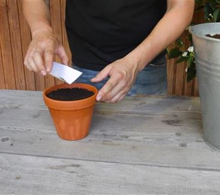 Estragon - Aussäen von Samen Estragon - Aussäen von Samen