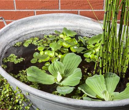 Equisetum hyemale var. robustum Equisetum hyemale var. robustum