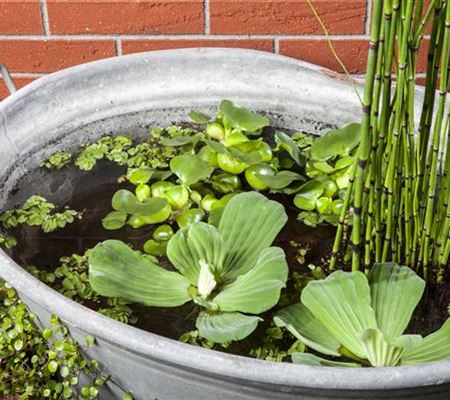 Der Mini-Teich – kleiner Teich ganz gross Der Mini-Teich – kleiner Teich ganz gross