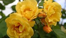 Kletterrose