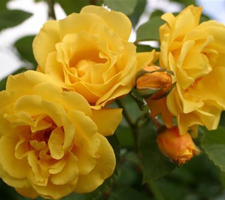 Rosa 'Golden Gate'