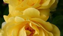 Kletterrose