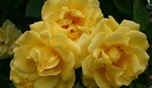 Kletterrose