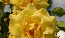 Kletterrose