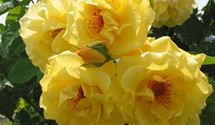 Kletterrose