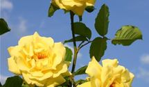 Kletterrose