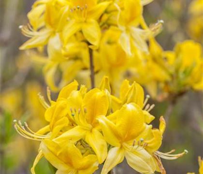 Rhododendron luteum Rhododendron luteum