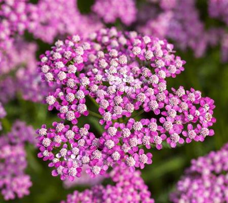 Sommerblumen Sommerblumen