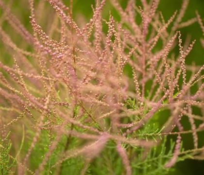 Tamarix ramosissima