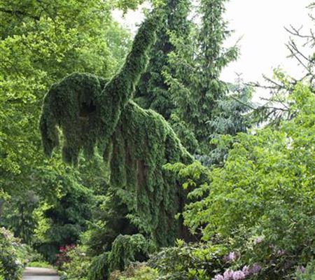 Picea omorika 'Pendula'