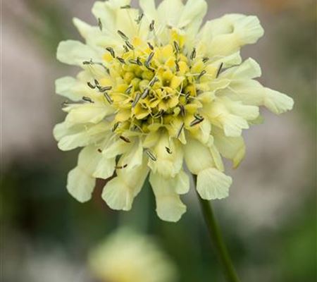 Scabiosa ochroleuca