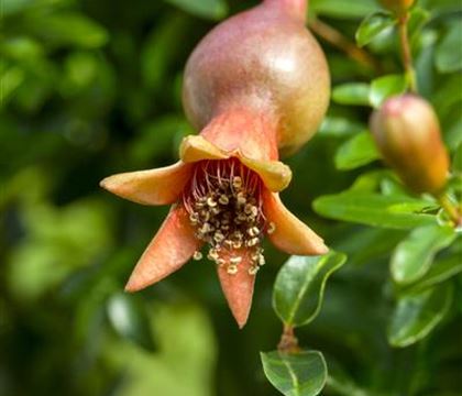 Punica granatum