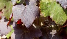 Rotblättrige Weinrebe