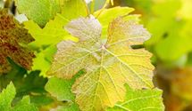 Rotblättrige Weinrebe