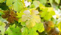 Rotblättrige Weinrebe