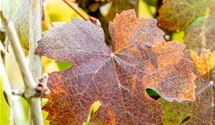Rotblättrige Weinrebe
