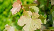 Rotblättrige Weinrebe