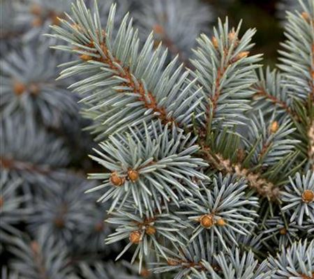 Picea pungens Picea pungens