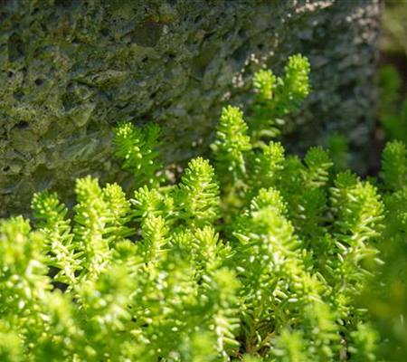 Sedum acre