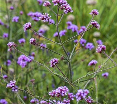 Verbena bonariensis 'Lollipop'