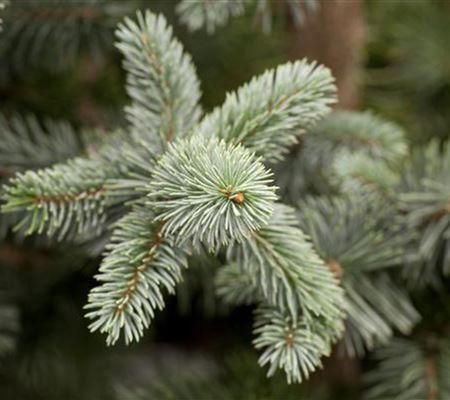 Picea pungens 'Koster' Picea pungens 'Koster'