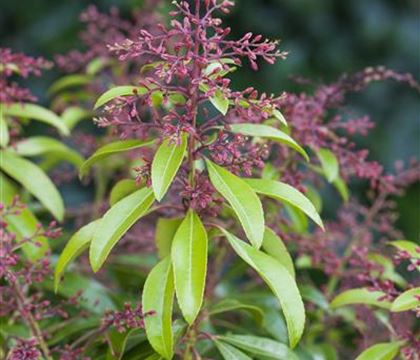 Pieris japonica 'Valley Rose' Pieris japonica 'Valley Rose'
