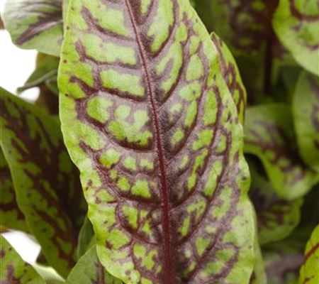 Rumex sanguineus Rumex sanguineus