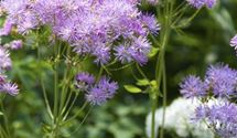 Akeleiblättrige Wiesenraute