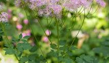 Akeleiblättrige Wiesenraute
