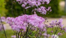 Akeleiblättrige Wiesenraute