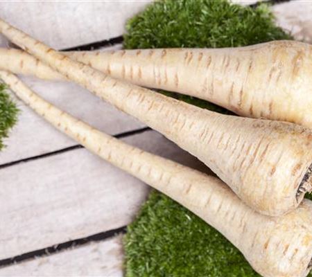 Pastinaca sativa Pastinaca sativa