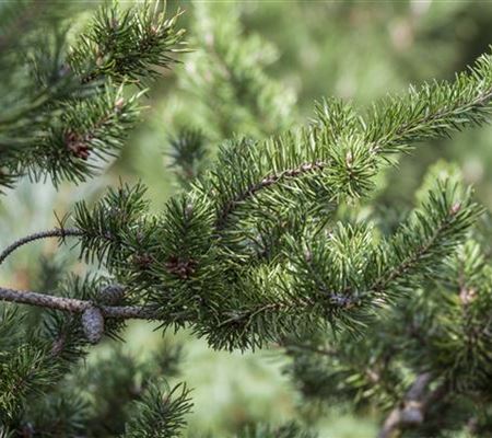 Pinus banksiana 'Arktis'