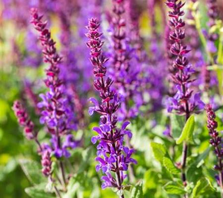 Salvia nemorosa 'Blaukönigin'