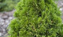 Thuja, Lebensbaum
