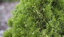 Thuja, Lebensbaum