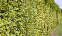 Thuja, Lebensbaum