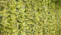 Thuja, Lebensbaum
