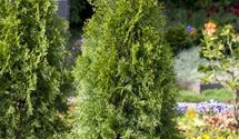Thuja, Lebensbaum